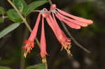 Trumpet honeysuckle